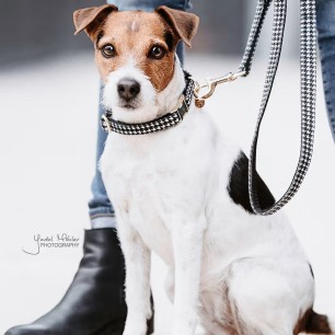 Collier Pour Chien Pied-de-Poule Kentucky Noir