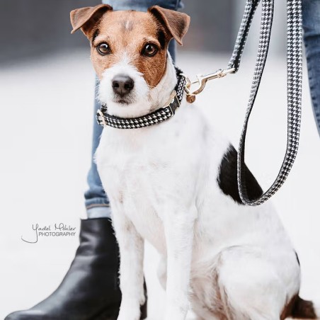 Collier Pour Chien Pied-de-Poule Kentucky Noir