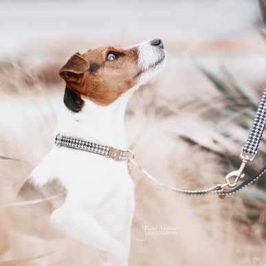 Collier Pour Chien Pied-de-Poule Kentucky Noir