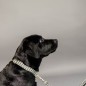 Collier Pour Chien Pied-de-Poule Kentucky Marron Collier Pour Chien Pied-de-Poule Kentucky Marron