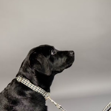Collier Pour Chien Pied-de-Poule Kentucky Marron