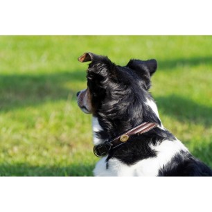 Collier Cuir Pour Chien Dy'on - Marron