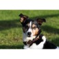 Collier Cuir Pour Chien Dy'on - Marron Collier Cuir Pour Chien Dy'on - Marron