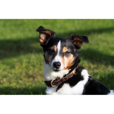 Collier Cuir Pour Chien Dy'on - Marron