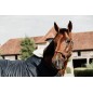 Protection de Garrot en Mouton Kentucky Protection de Garrot en Mouton Kentucky
