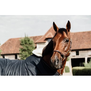 Protection de Garrot en Mouton Kentucky