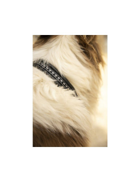 Collier pour chien Pénélope point de sellier noir