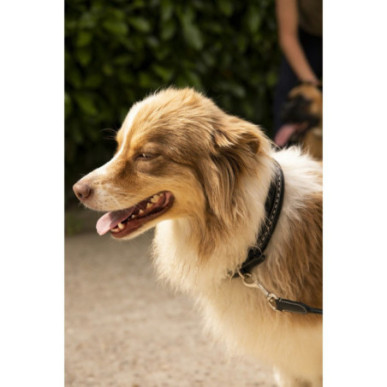 Pénélope Leprevost - Colliers pour chiens - Collier pour chien Point Sellier