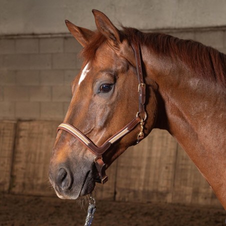 Licol en cuir Brun Flash - Harry's horse