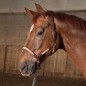 Licol en cuir Brun Flash - Harry's horse Licol en cuir Brun Flash - Harry's horse