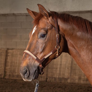 Licol en cuir Brun Flash - Harry's horse