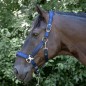 Licol et longe Harry's horse Denici Cavalli Purple Passion Satin Licol et longe Harry's horse Denici Cavalli Purple Passion Satin