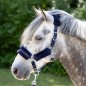 Licol et longe Harry's horse Denici Cavalli Purple Passion Crystal Licol et longe Harry's horse Denici Cavalli Purple Passion Crystal