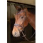 Bridon Havanna Navy Harry's horse