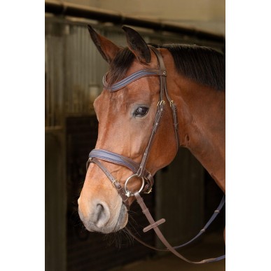 Bridon Havanna Navy Harry's horse
