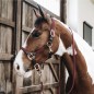 Longe en Nylon tressé chiens et chevaux 2M bordeaux Kentucky