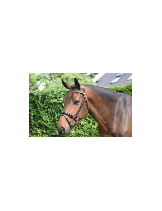 Jump'in - Bridons - Bridon Wednesday