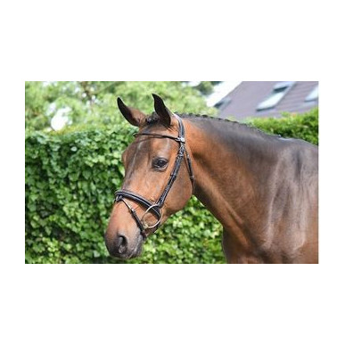 Jump'in - Bridons - Bridon Wednesday