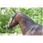 Jump'in - Bridons - Bridon Wednesday