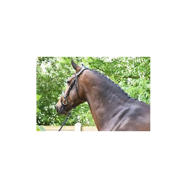 Jump'in - Bridons - Bridon Wednesday