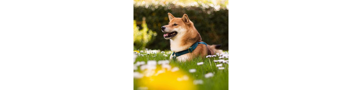 Colliers pour chiens