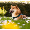 Colliers pour chiens