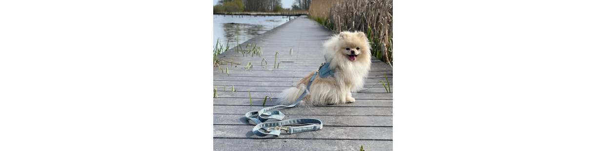 Laisses pour chiens