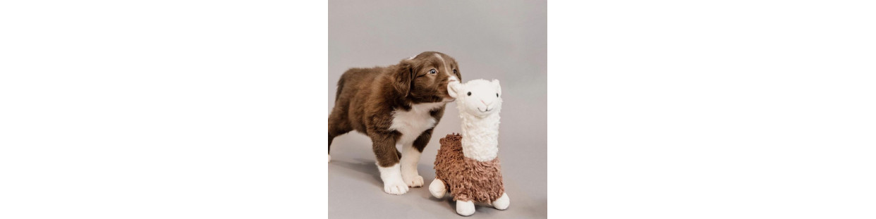 Jouets pour chiens