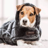Manteaux pour chiens