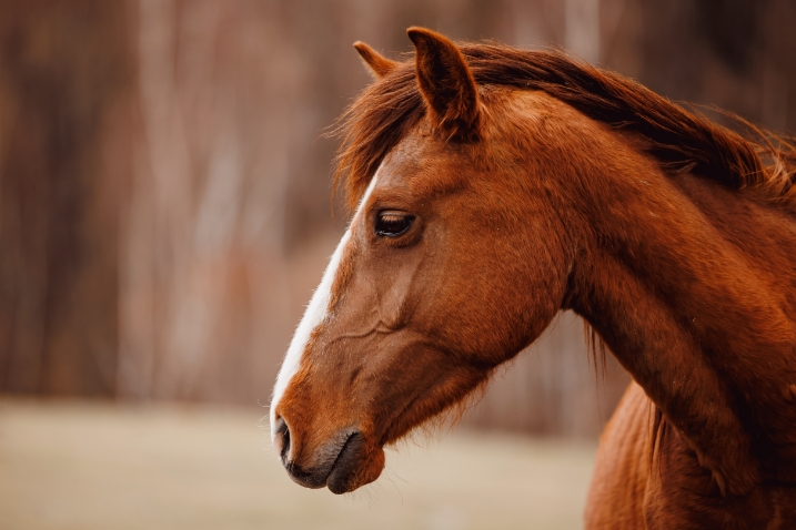  Cheval 