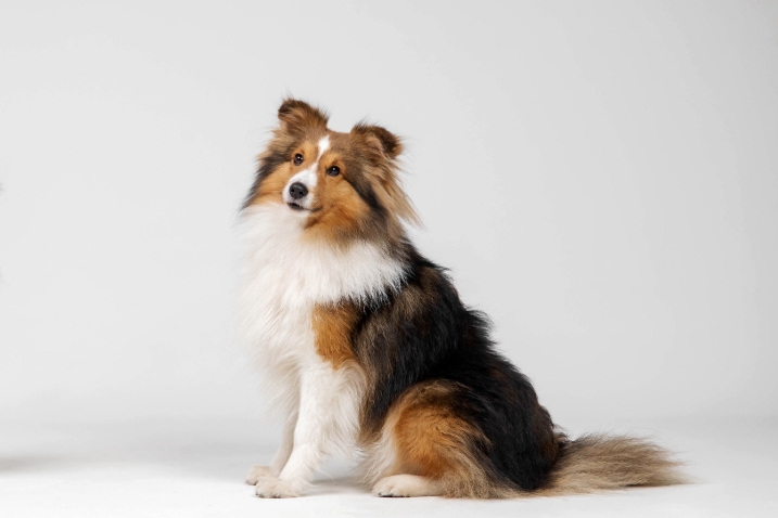 Chien 